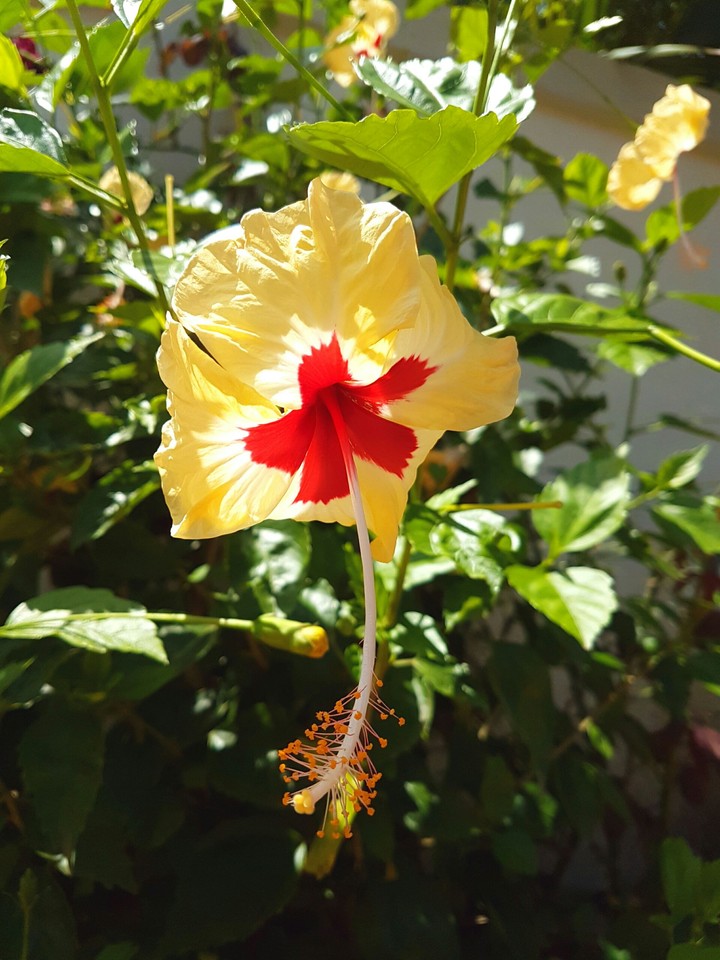 sanket photography