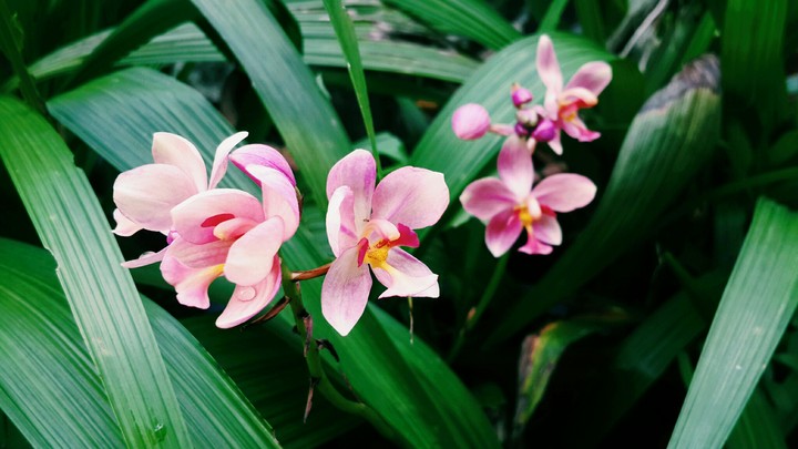 orchid