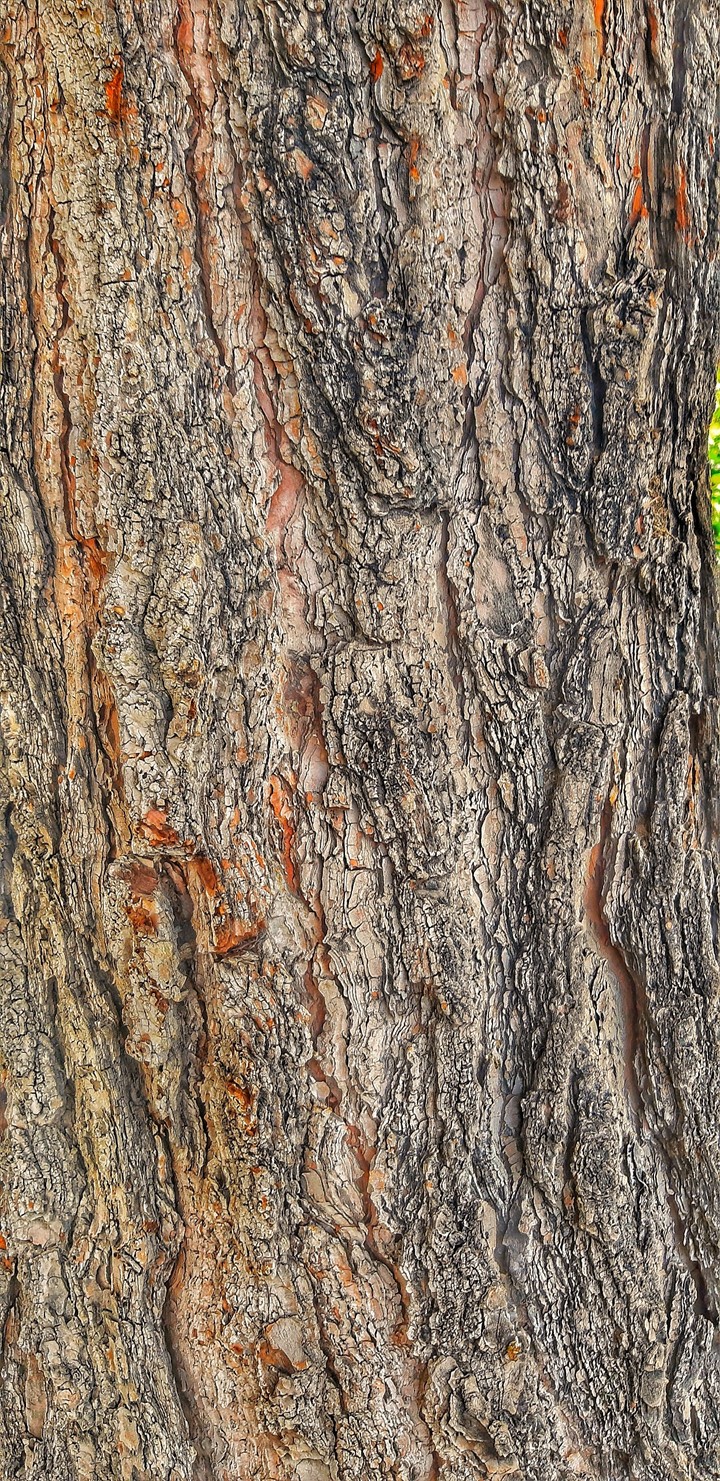 Pine tree trunk