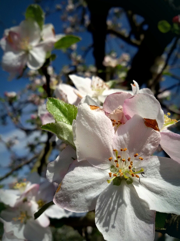 flowers of apple