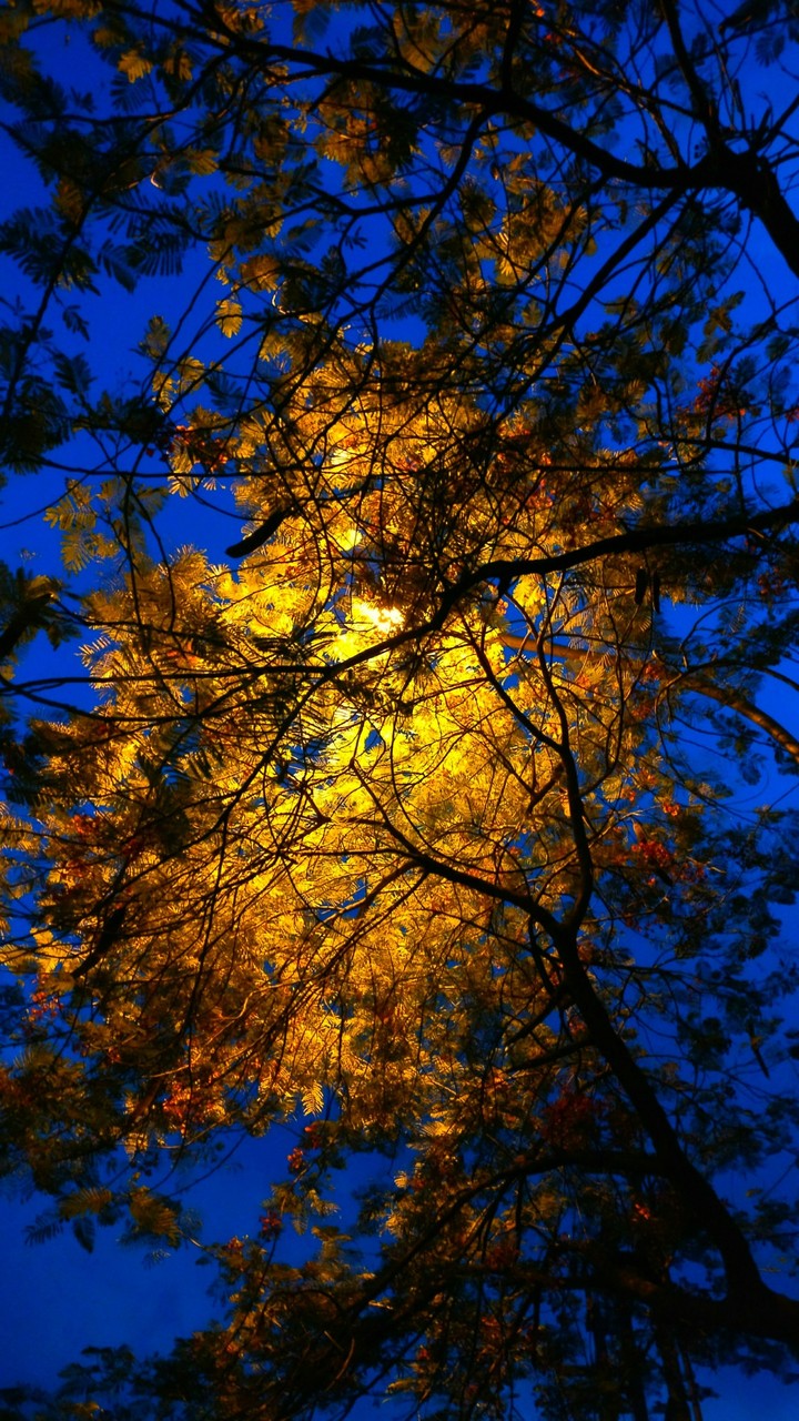 Lights of the Gods