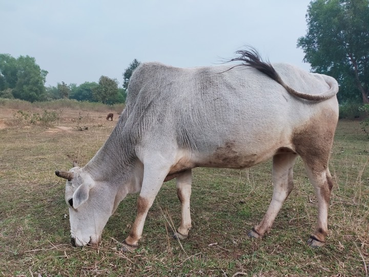 kisan ki bol