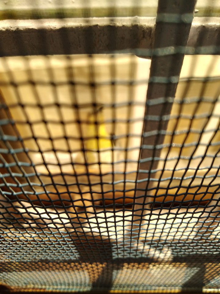 pattern
