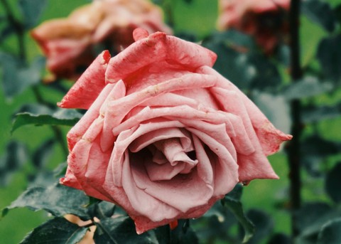 red rose