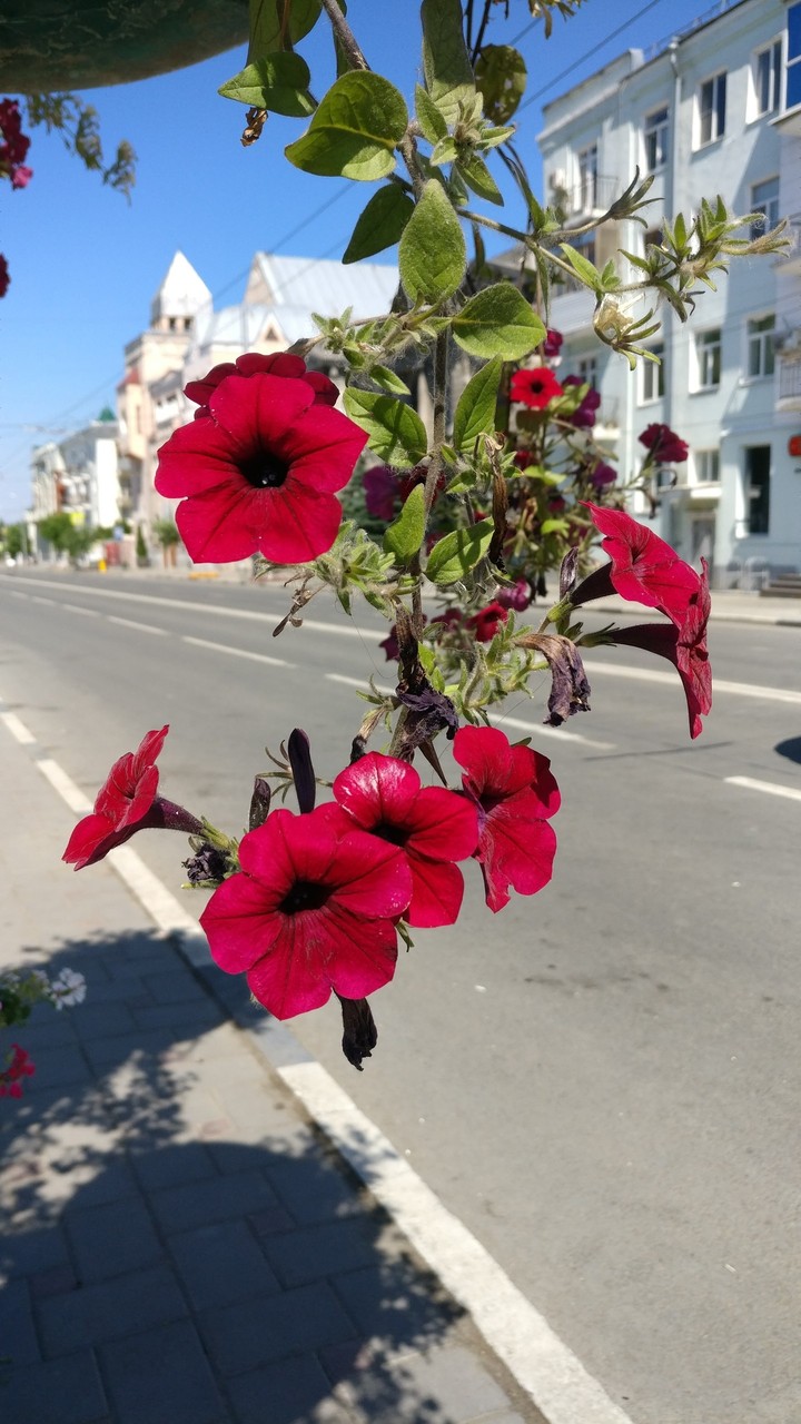 Flowers