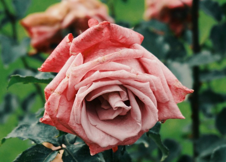 red rose