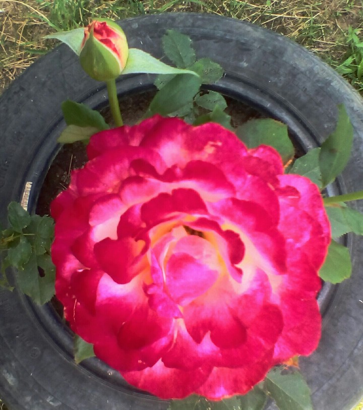 rose