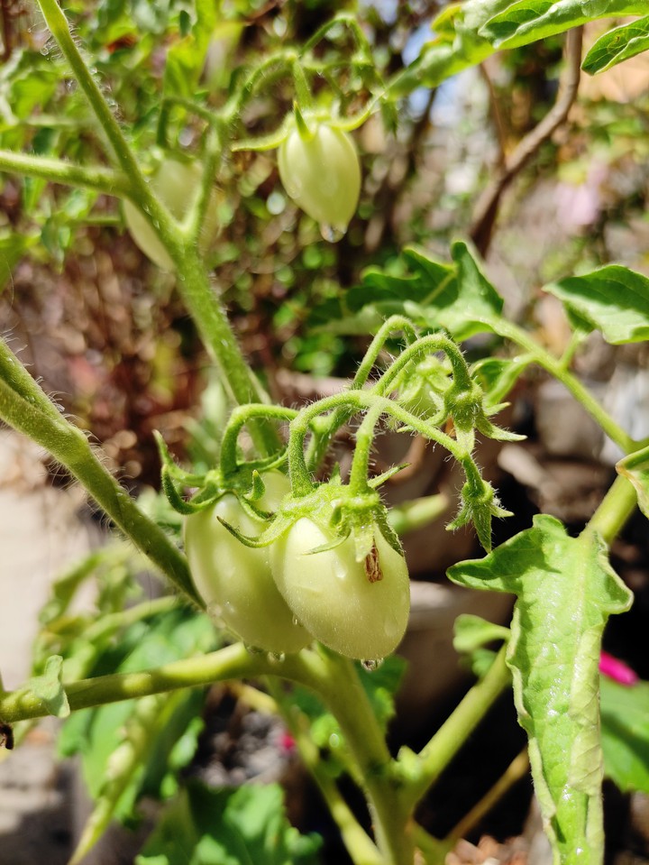 Tomato