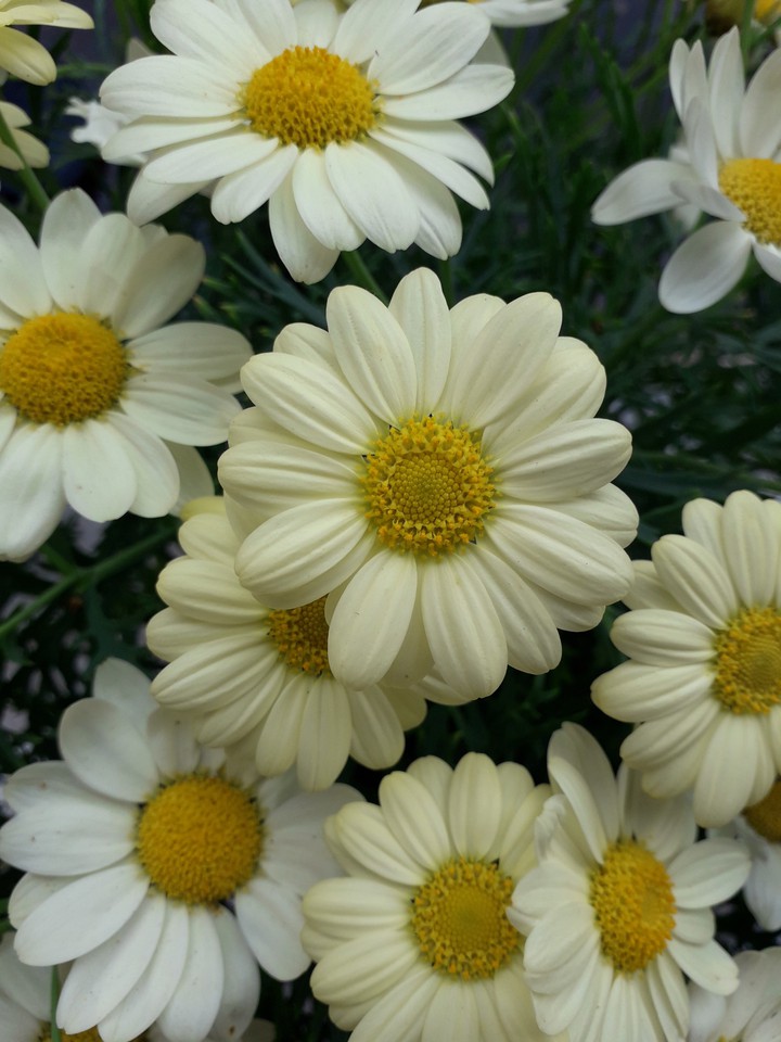flowers
