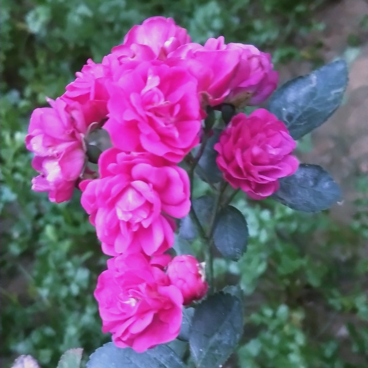 rose