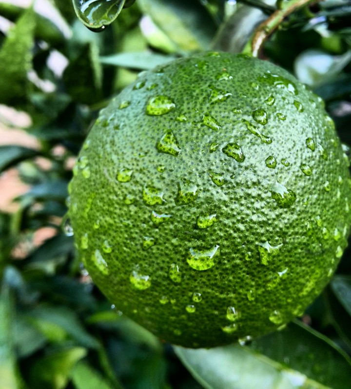 green orange