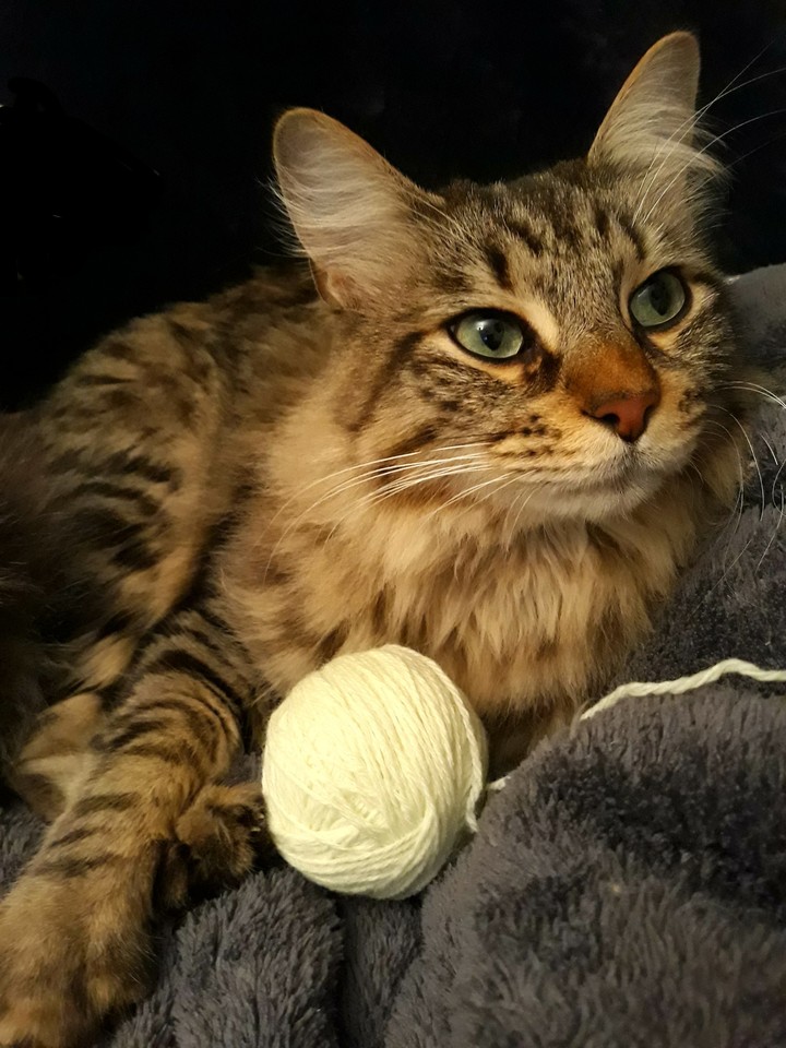 cocooning