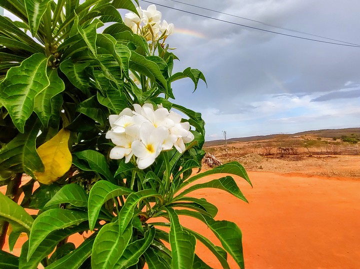 beleza nordestina