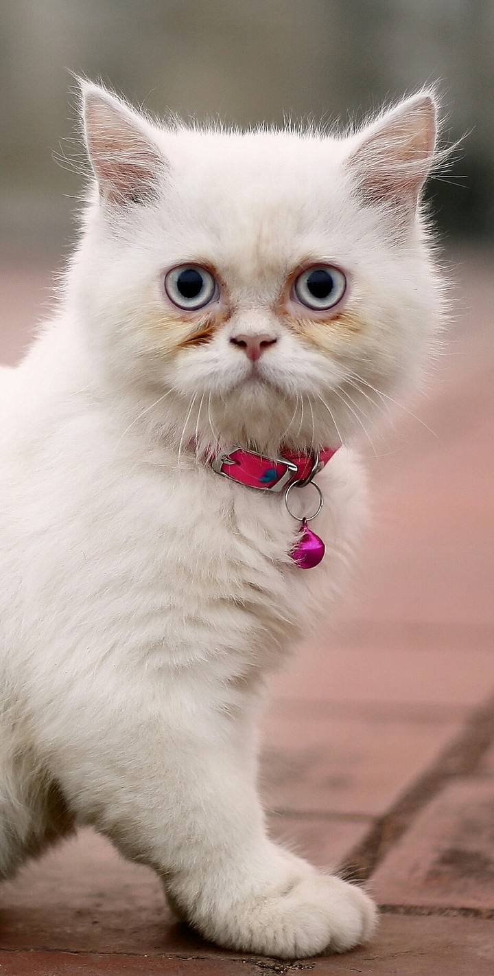 azaghi the persian cat