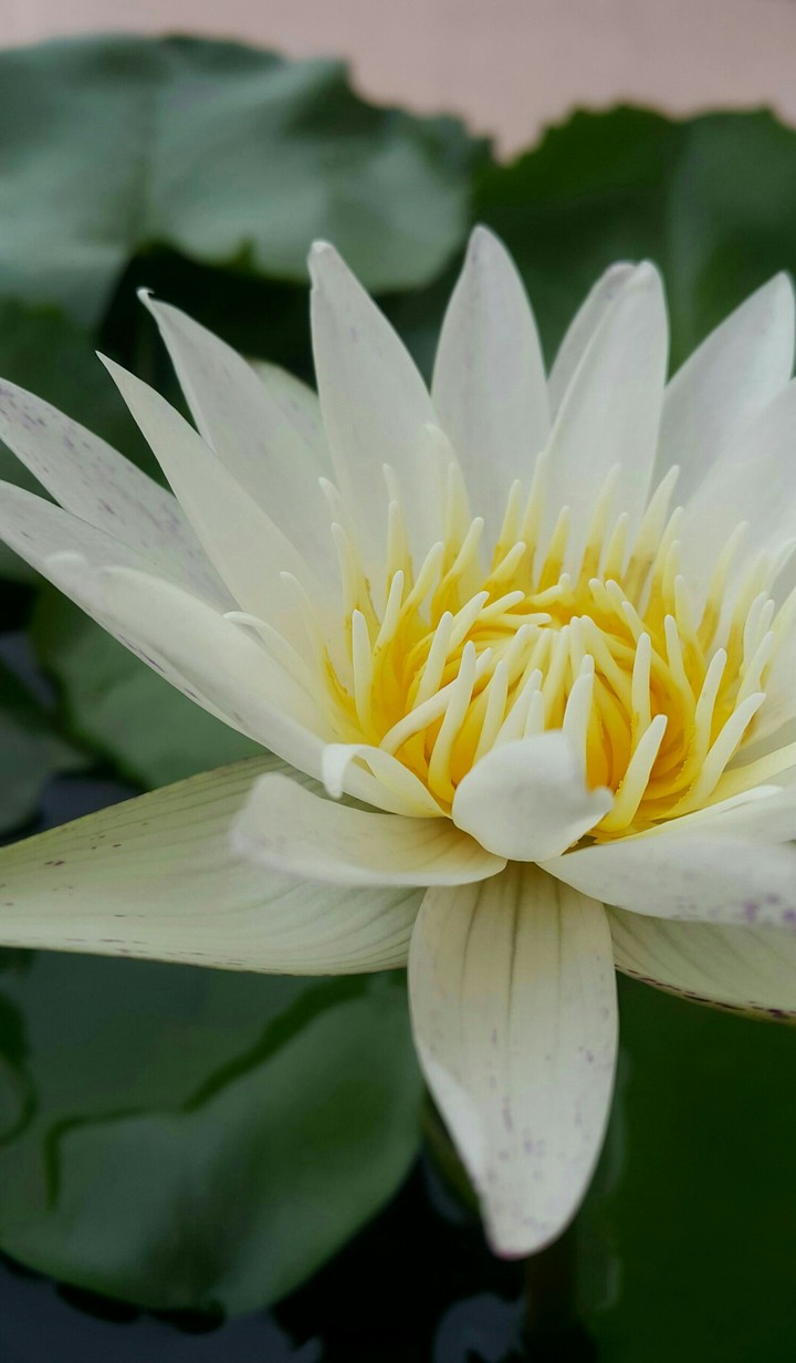 Lotus Flower