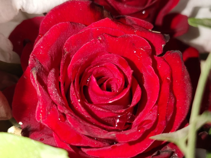 El Rosa Red
