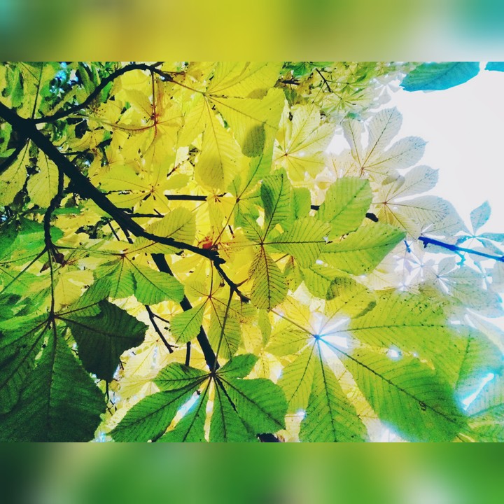 wether