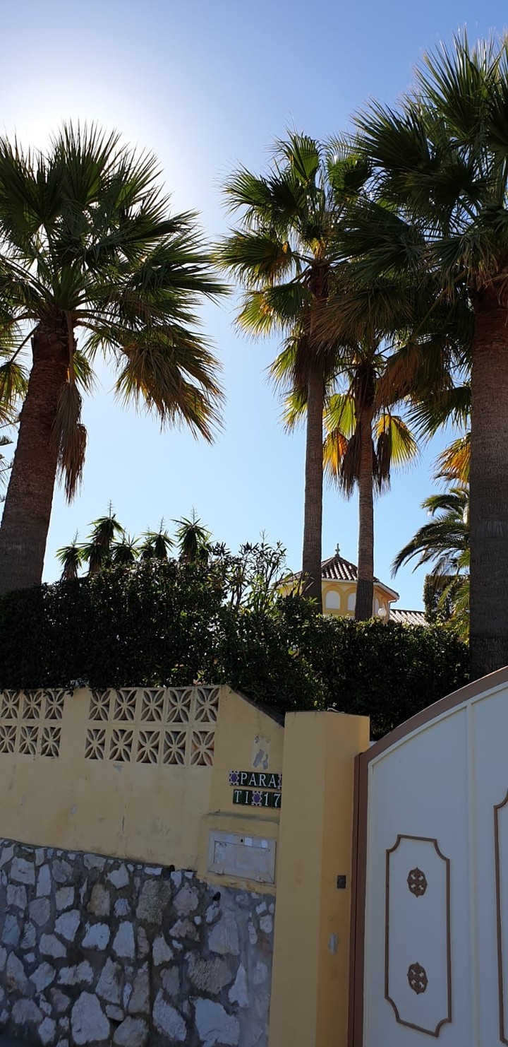 palm
