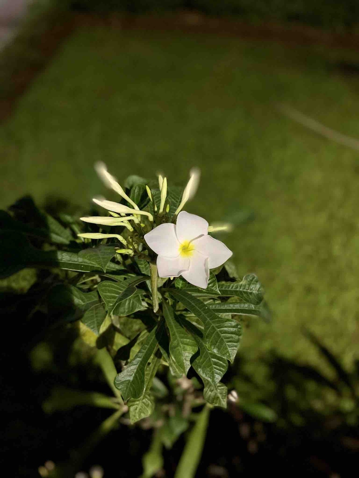 Flower