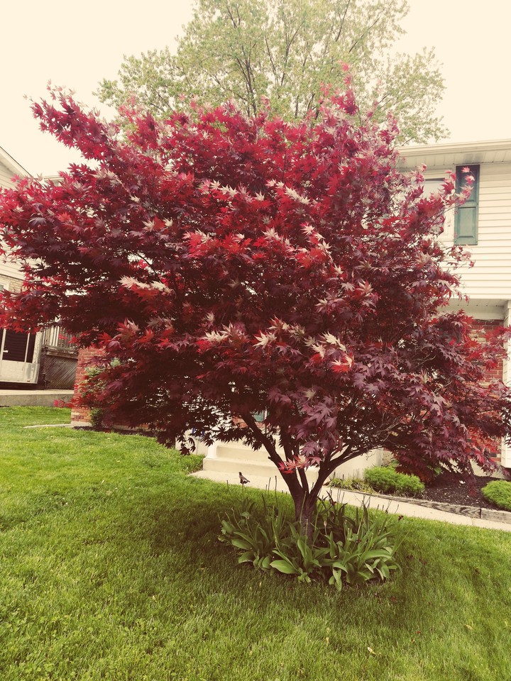 brown tree