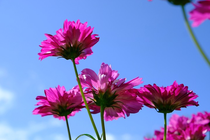 Cosmos