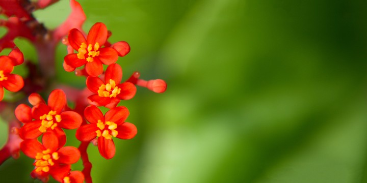 선명한 꽃