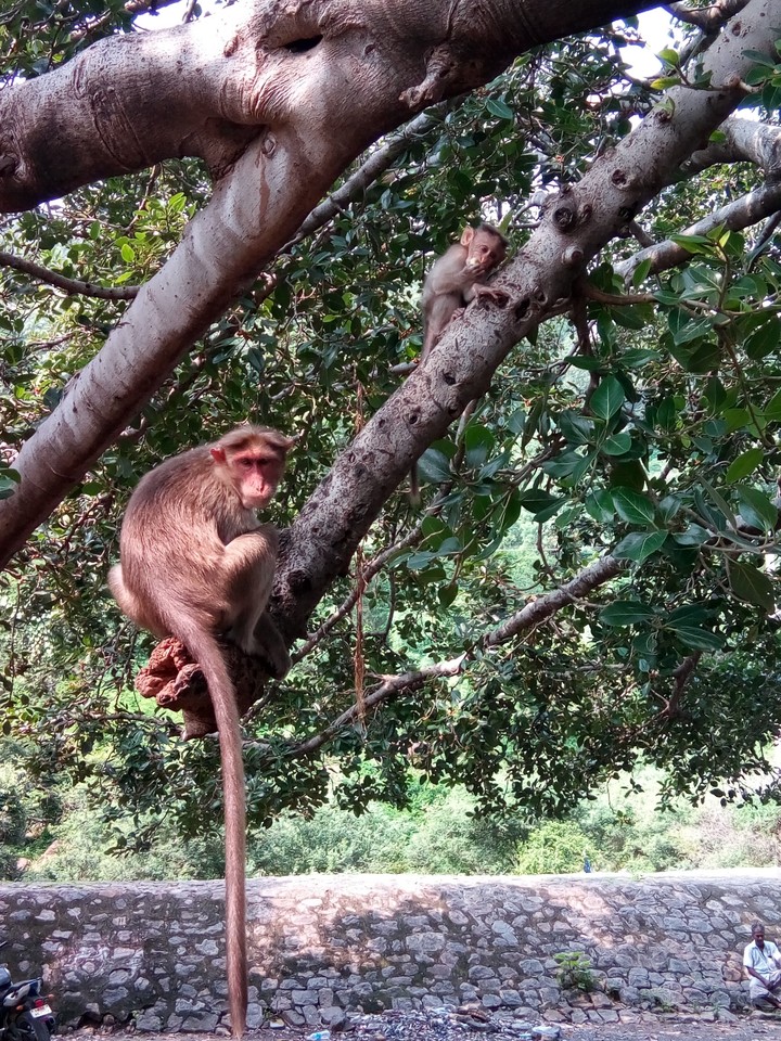 monkey