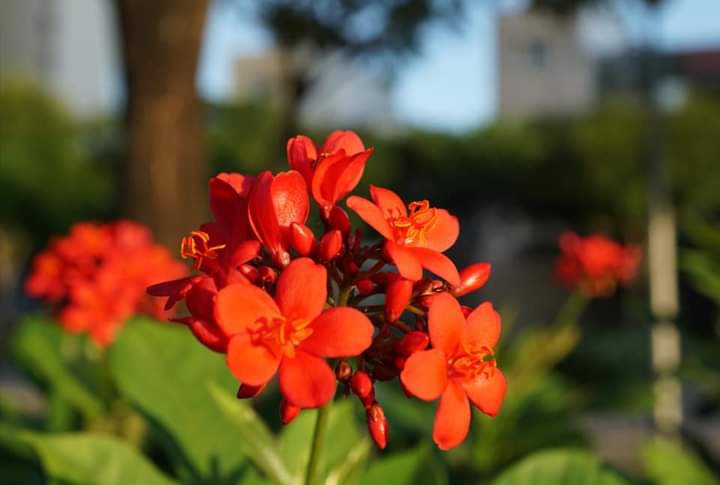 " Jatropha integerrima"