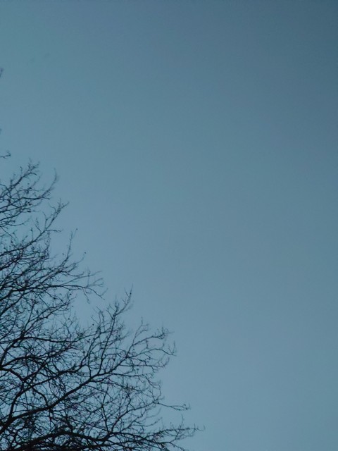 Netherlands, twig wallpapers