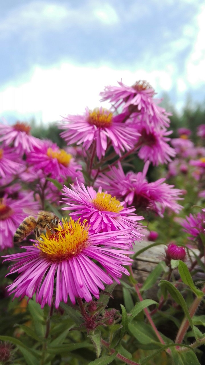Rosa Blumen mit Bienen