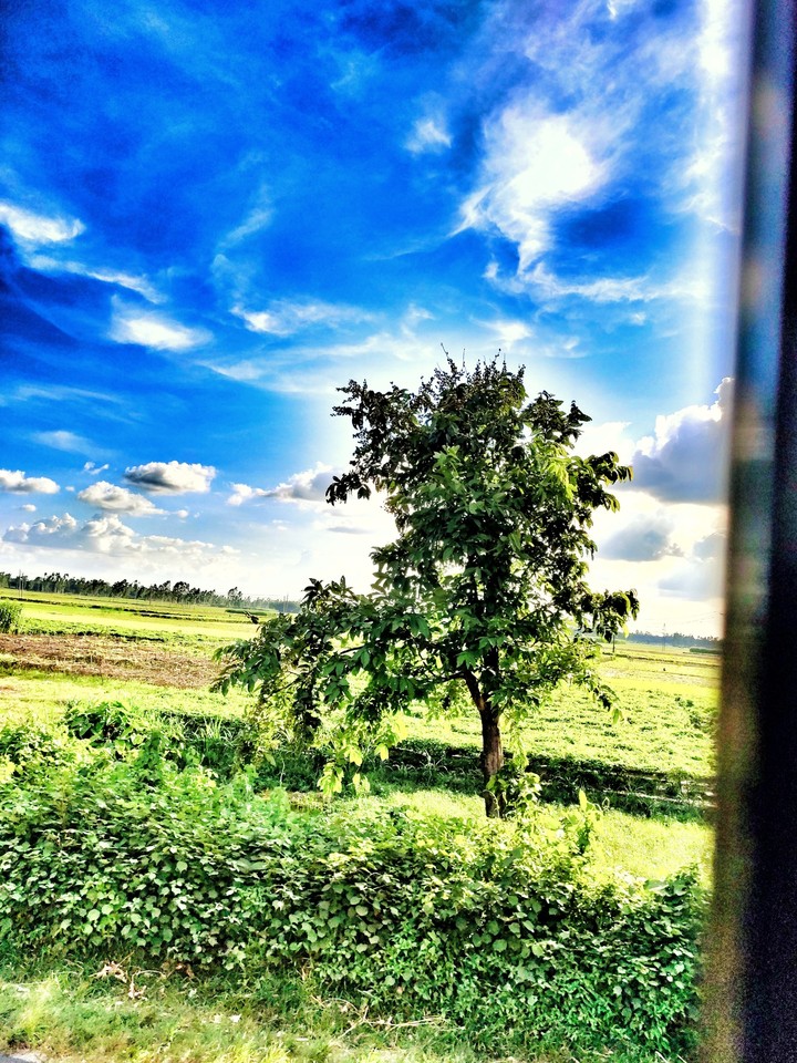 #tree#sunlight