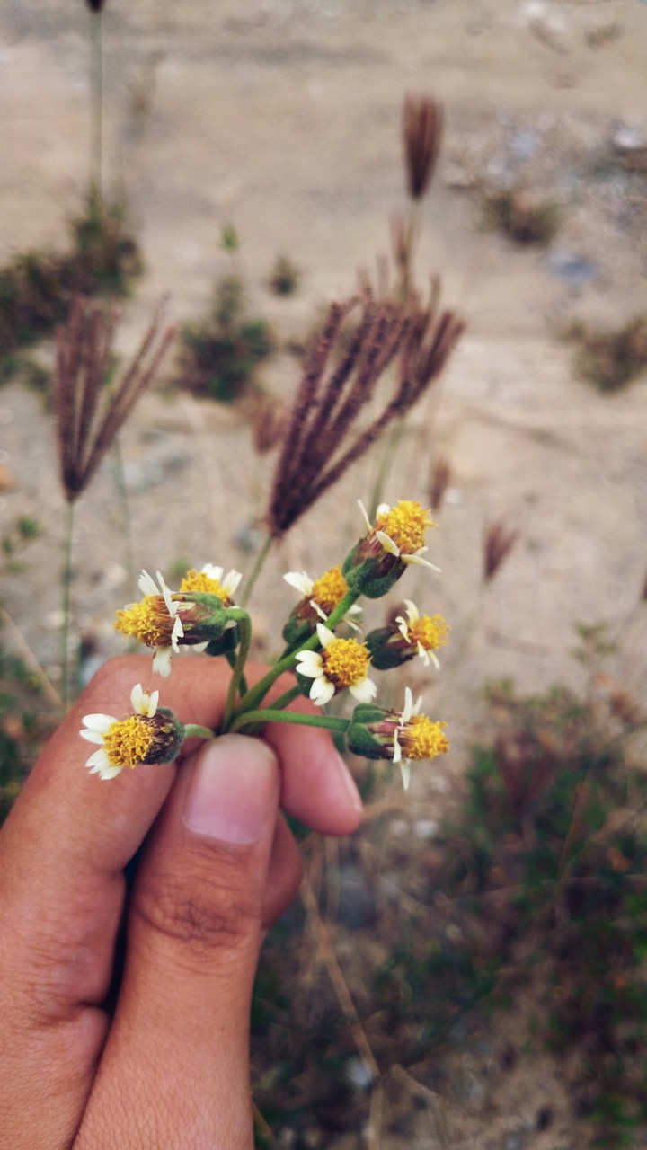 wishes