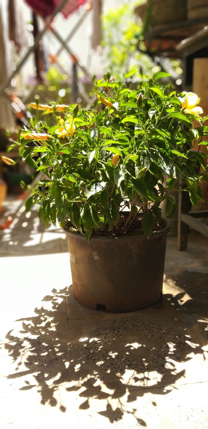 plant in the hunt