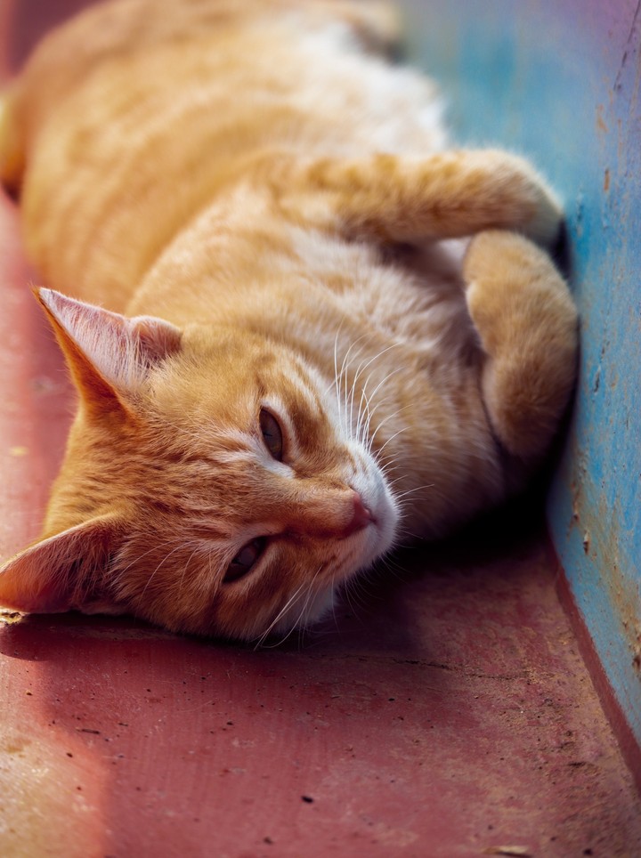 Cat