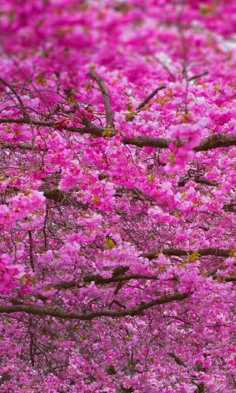 Lovely Pink