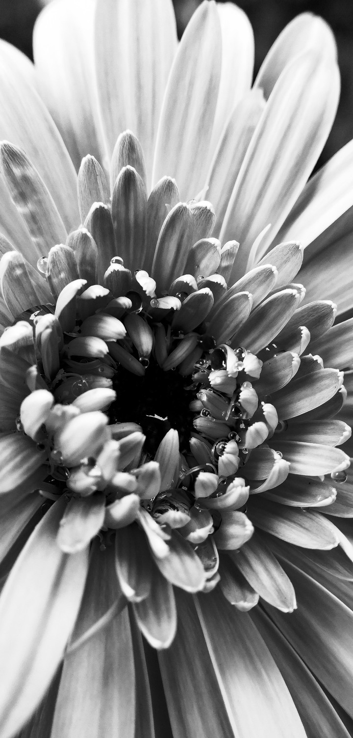 Rainy Flower
