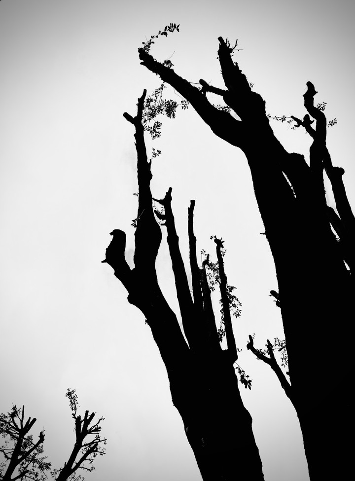 tree in black and white