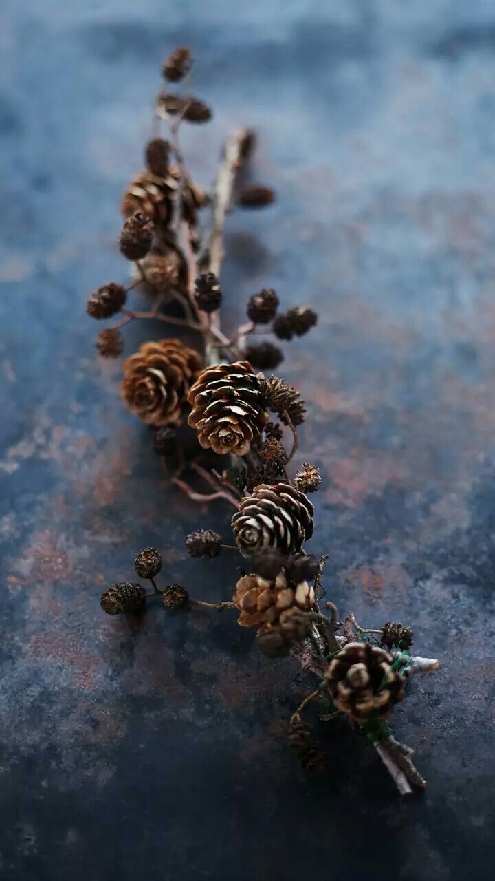 A Branch of tree