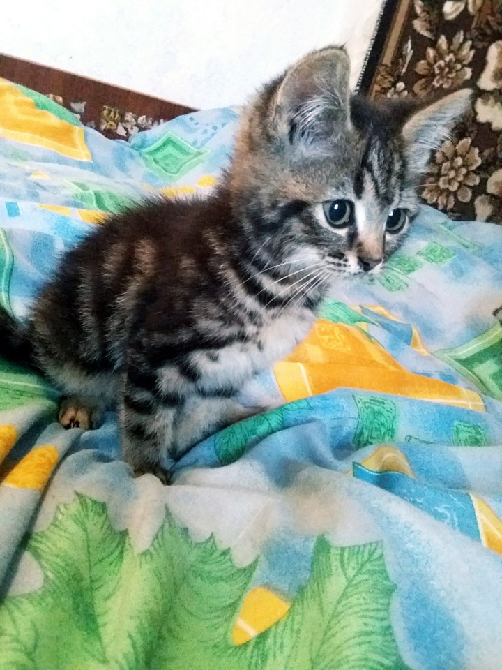 кот