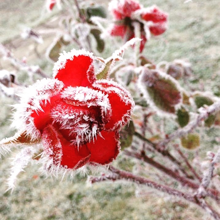 Frozen Rose