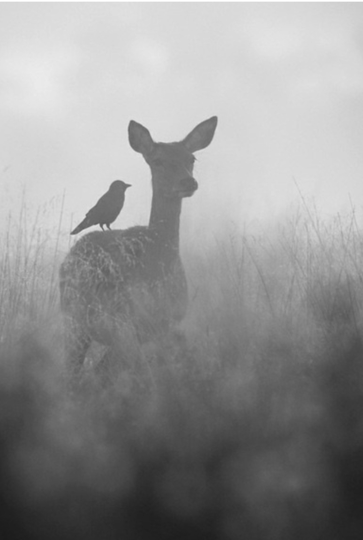 Roe deer in the field