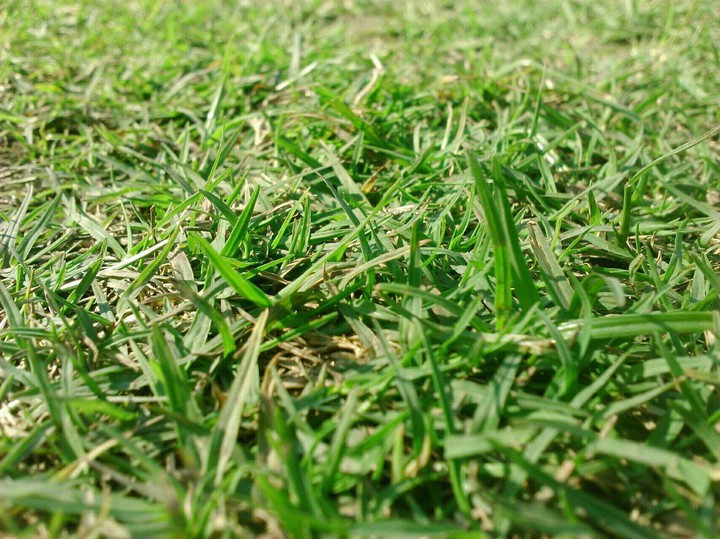 grass love