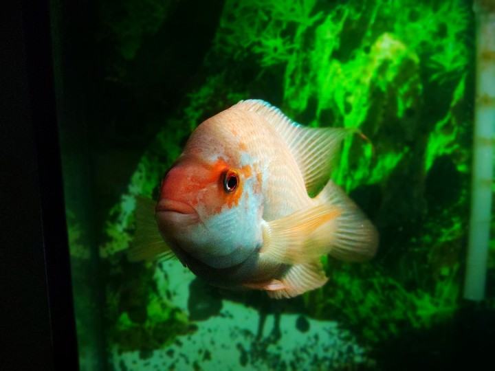 peixe