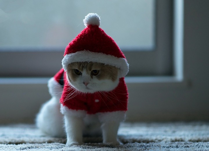 Meow!