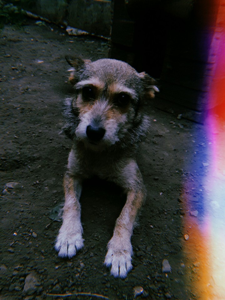 Песа // Doggy