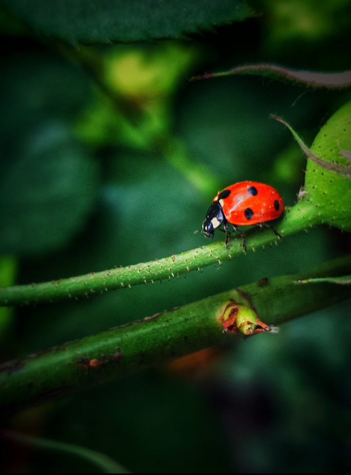 green nature ecosystem