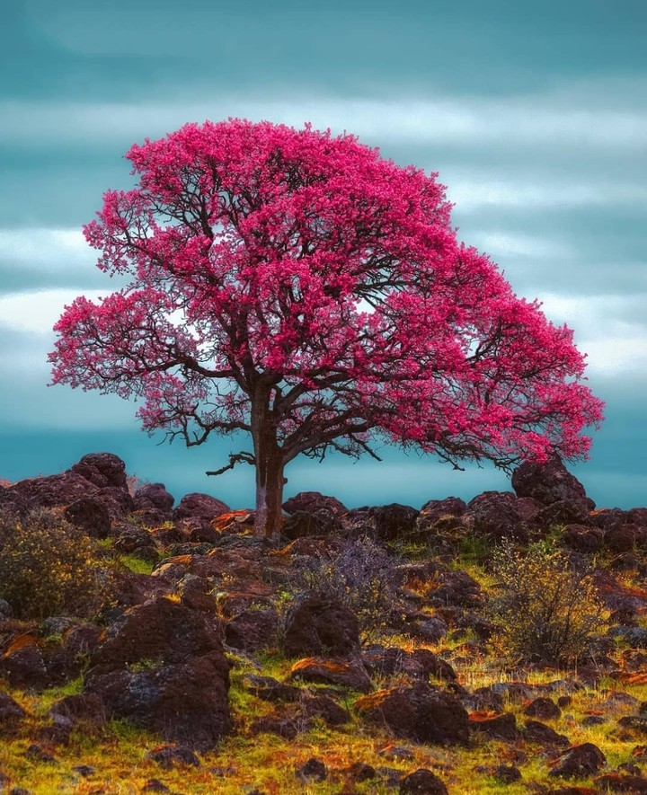pink free...