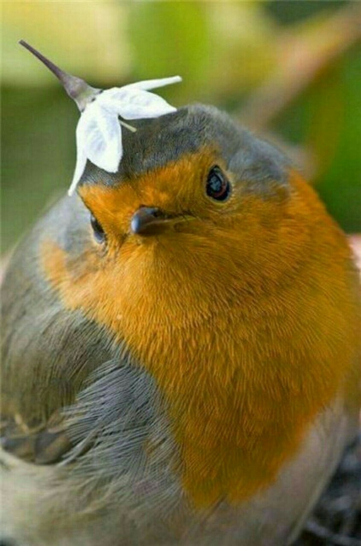 bird