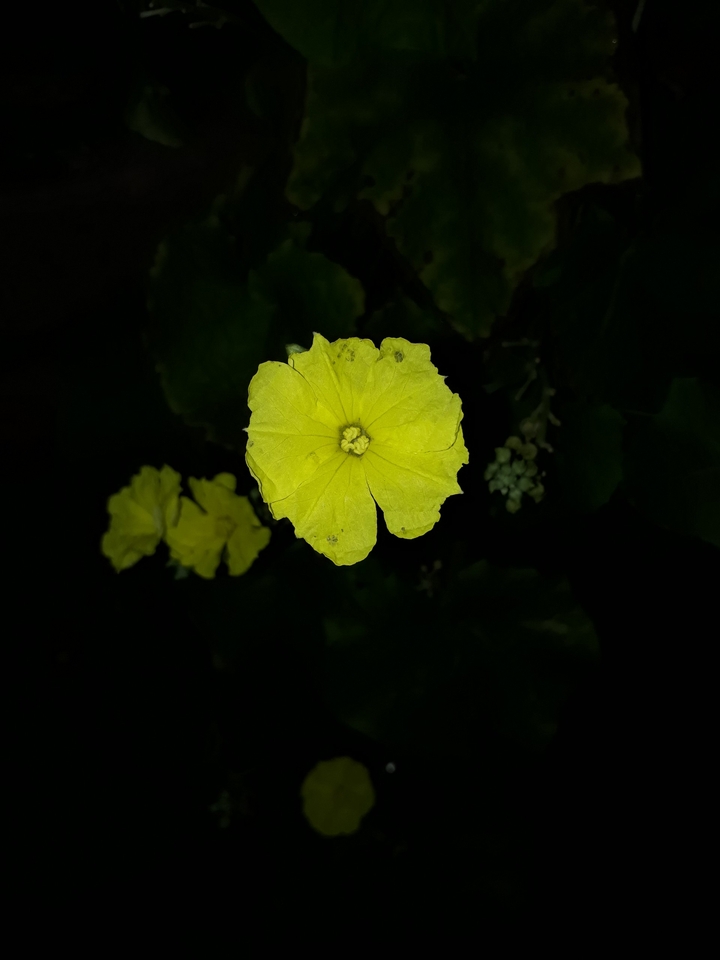 yellow yellow dirty fello