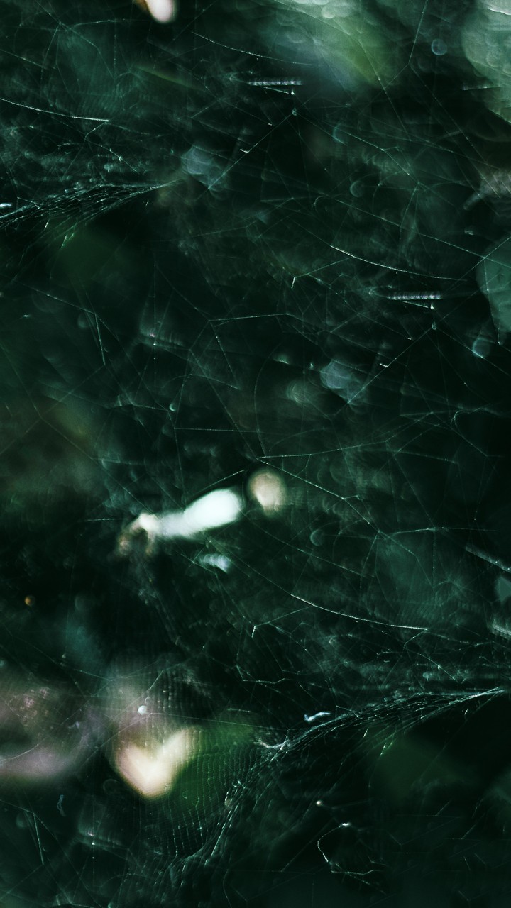 Spider Web